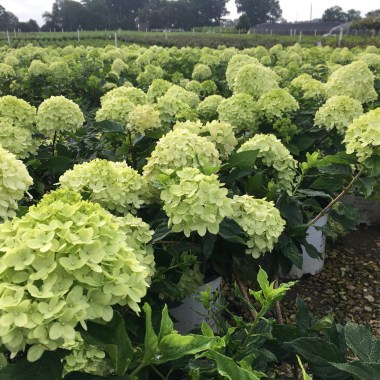 Hydrangea p. Little Lime22